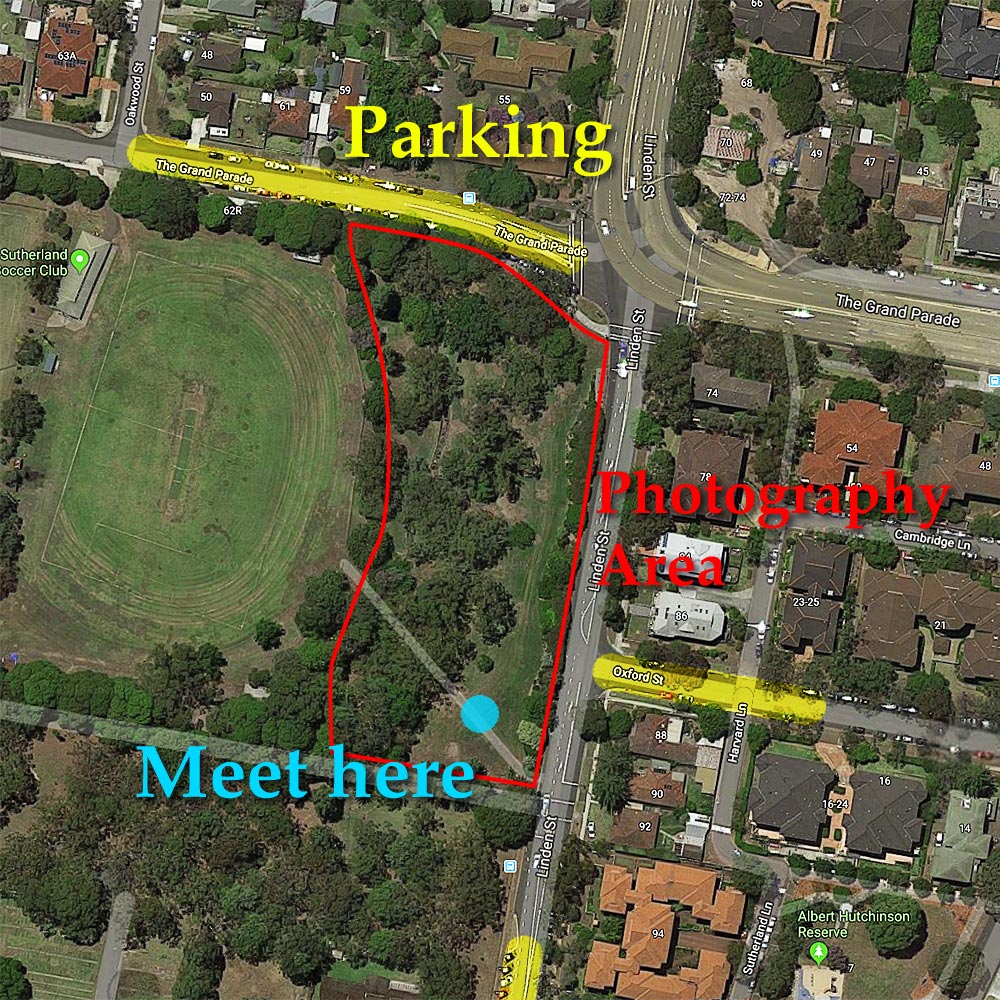 Portraits in the Park